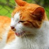 Conhe&ccedil;a alguns c&atilde;es e gatos para ado&ccedil;&atilde;o no abrigo da Viva Bicho