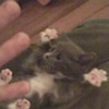 Gatinho surpresa