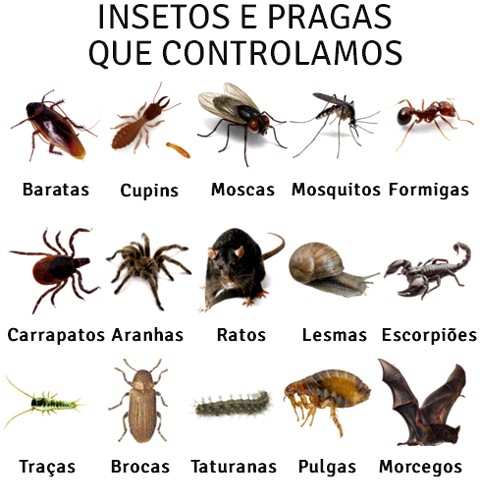 INSETOS E PRAGAS QUE CONTROLAMOS Baratas Cupins Moscas Mosquitos Formigas Carrapatos Aranhas Ratos Lesmas Escorpiões Traças Brocas Taturanas Pulgas Morcegos - Barata Cupim Mosca Mosquito Pernilongo Formiga Carrapato Aranha Rato Lesma Escorpião Traça Broca Taturana Pulga Morcego